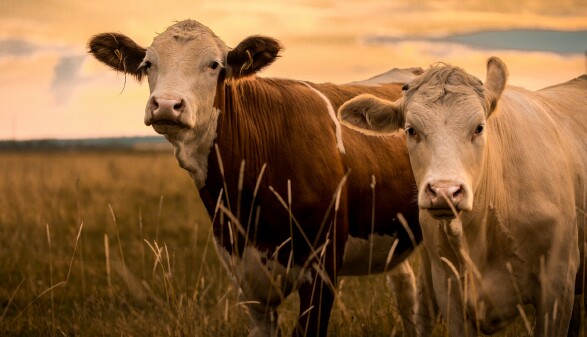 Cows in sunset