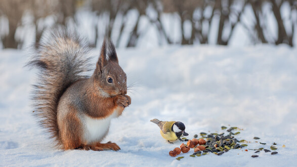 Eichh&ouml;rnchen und Meise im Winter