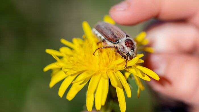 K&auml;fer sitzt auf einer Blume