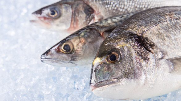 Frische Fische liegen auf Eis gekühlt