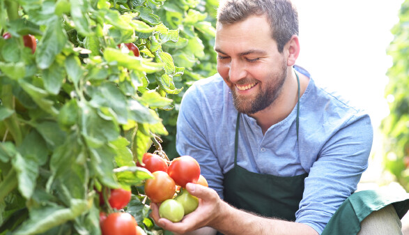 Gl&uuml;cklicher G&auml;rtner erntet Tomaten