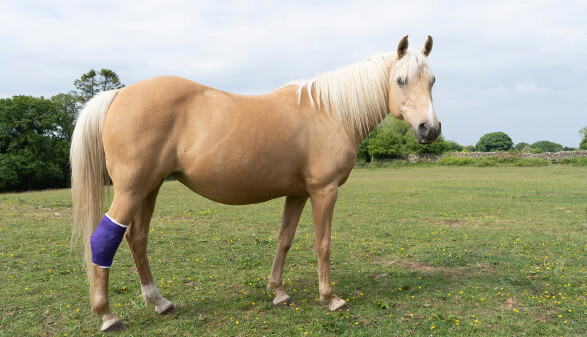 Pferd auf einer Koppel